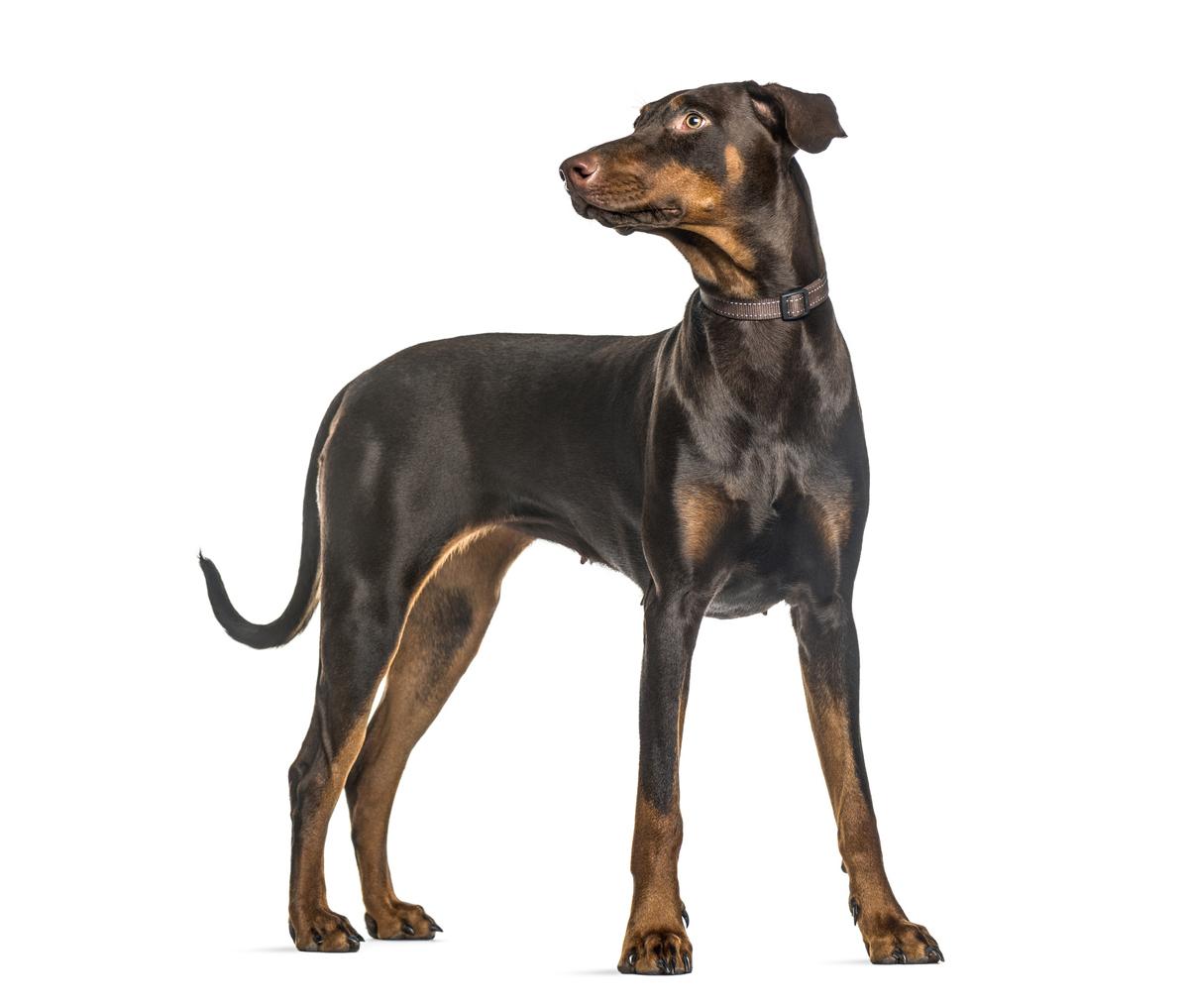 cuál es la historia de los perros pinscher