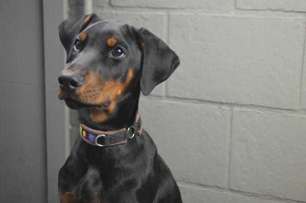 como saber si tu doberman es de pura raza