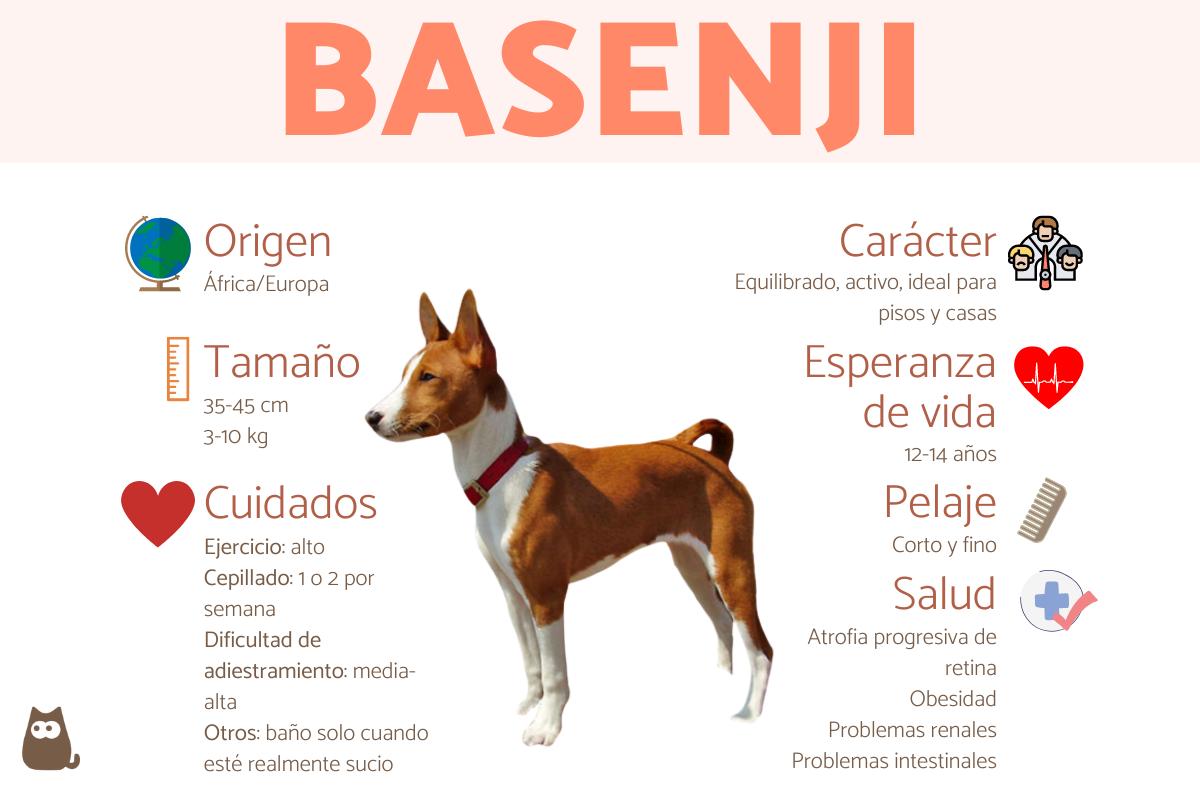 Basenji