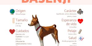 Basenji