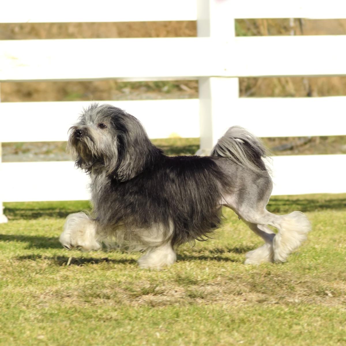 Pequeño perro león