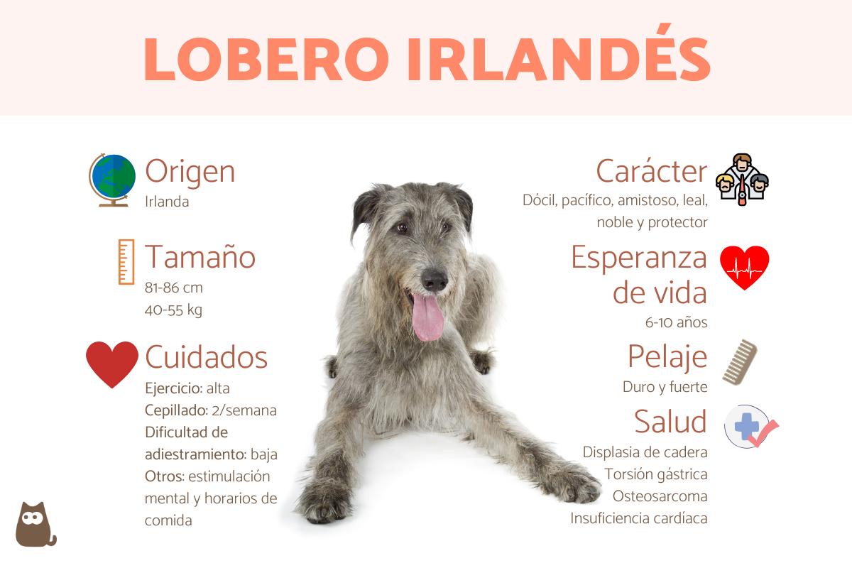pueden un hovawart y un perro lobo irlandés ser amigos