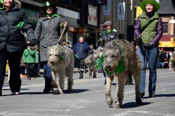 pueden un hovawart y un perro lobo irlandés ser amigos