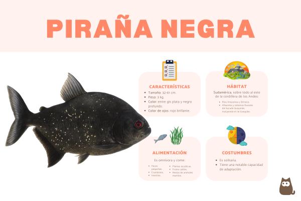 Piraña negra
