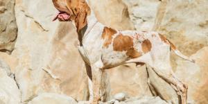 Braco italiano