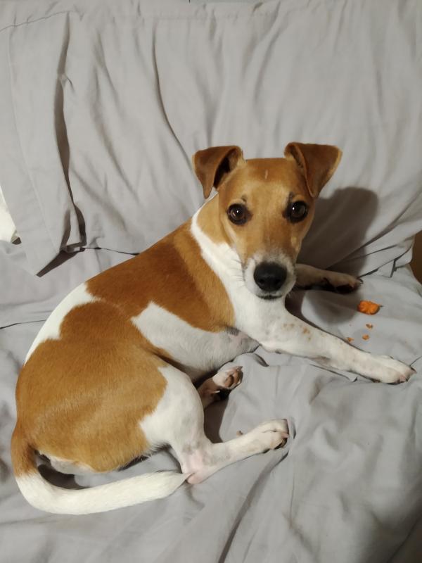 con qué frecuencia debe caminar un jack russell