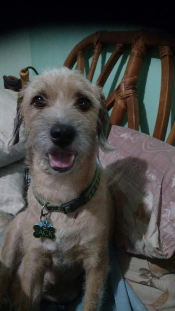 de que suele morir jack russell