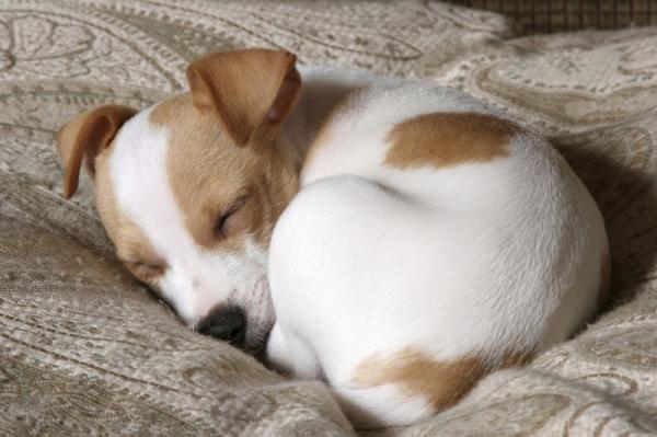 cuanto mide el jack russell terrier