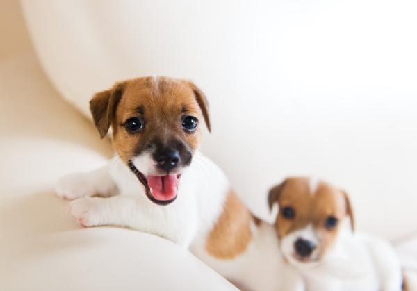 cuanto mide el jack russell terrier
