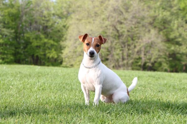 son los buenos perros guardianes de jack russell
