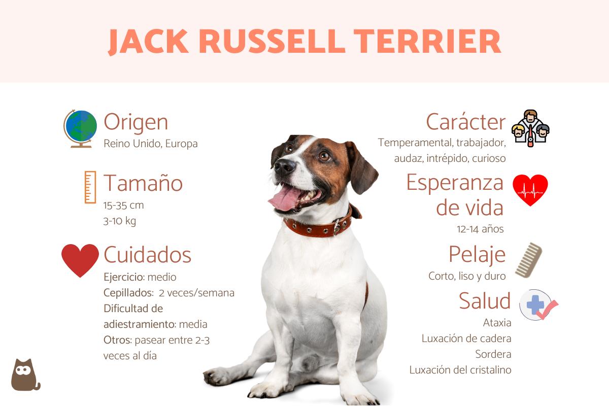 existen diferentes razas de jack russell terriers