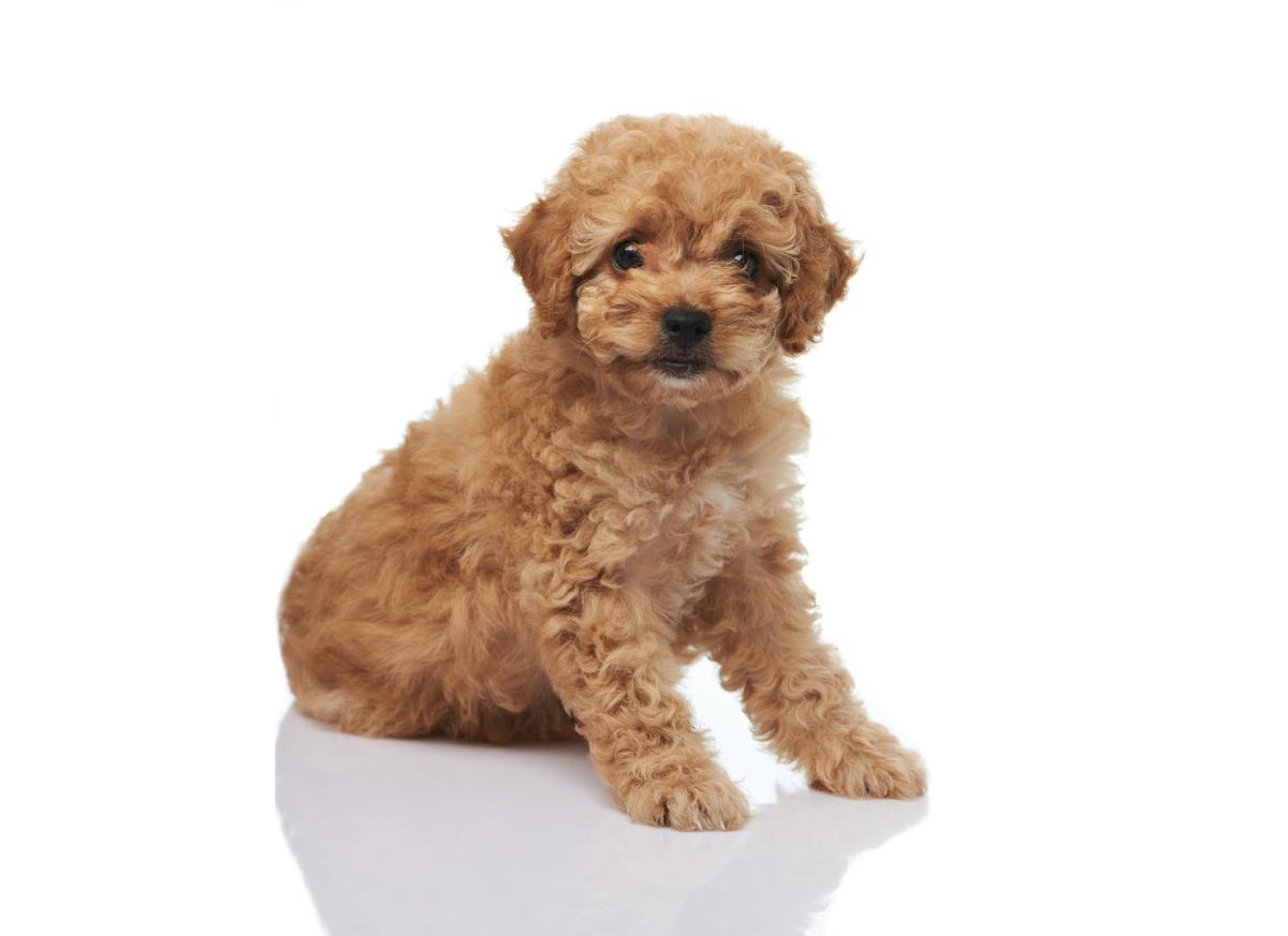 Caniche o poodle toy