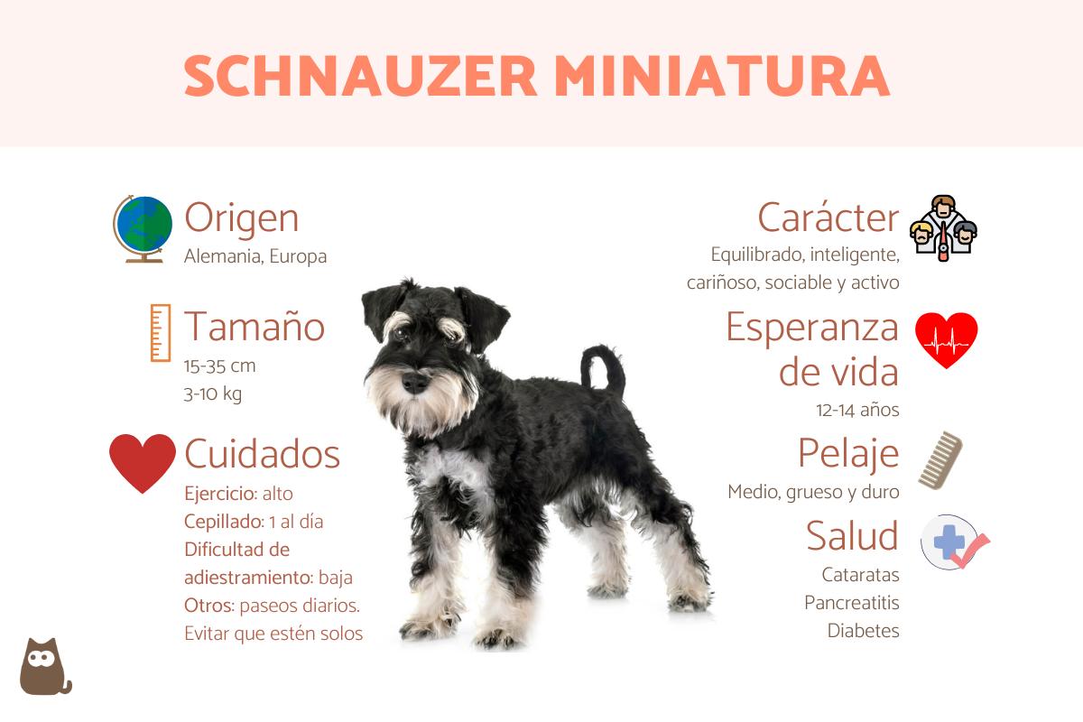 Schnauzer miniatura