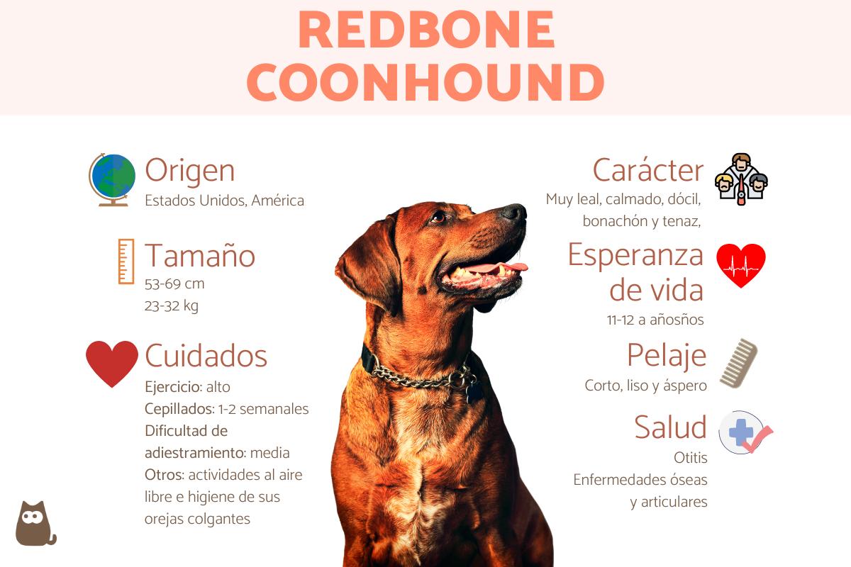 Coonhound redbone