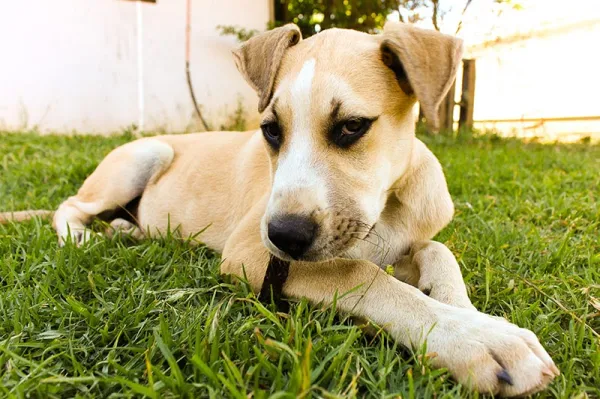 es un toro arab un buen perro de familia
