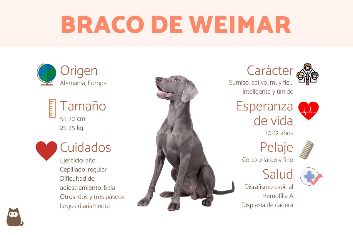 Braco de Weimar o weimaraner