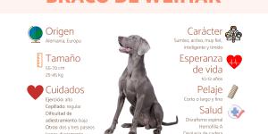 Braco de Weimar o weimaraner