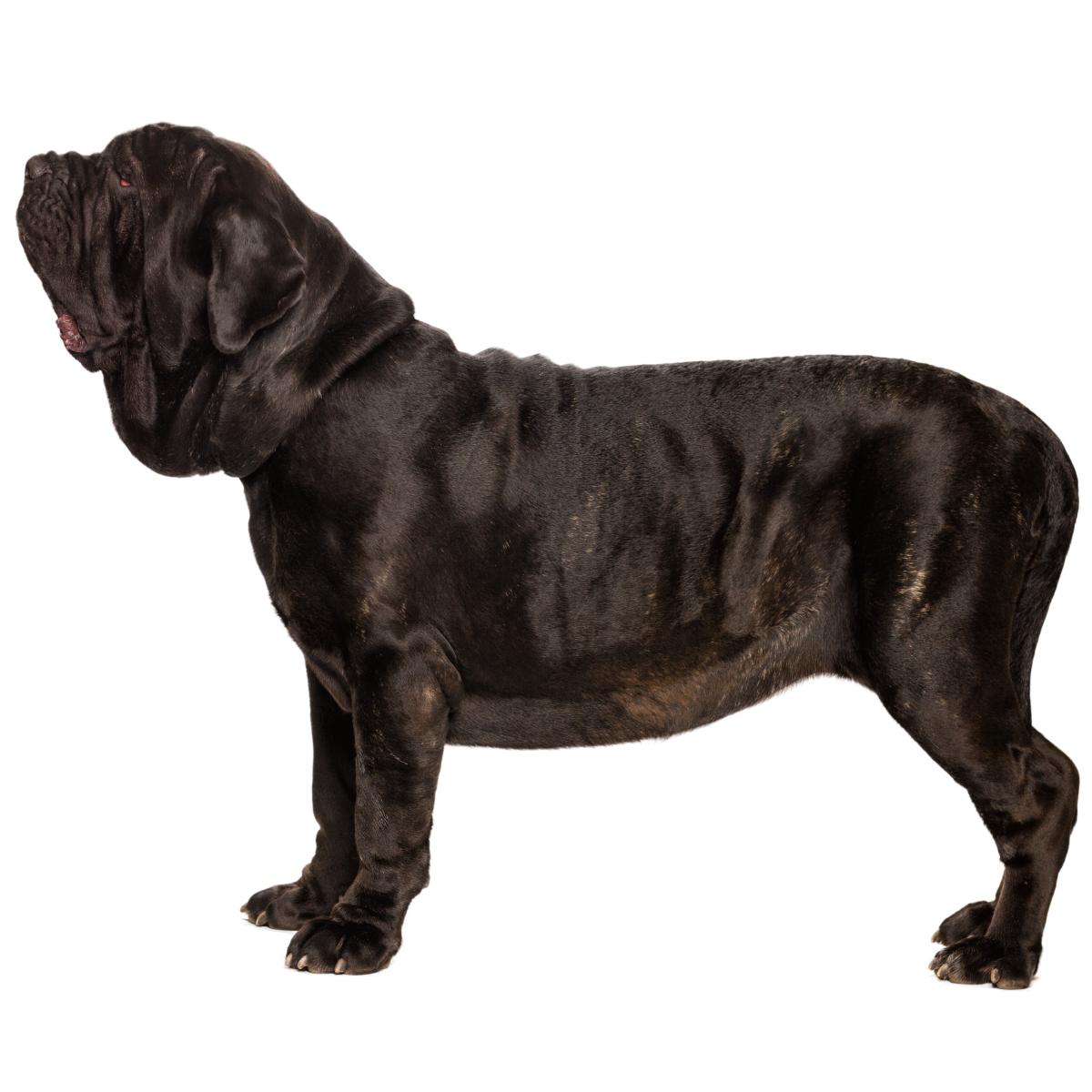 Mastín napolitano o mastino napoletano