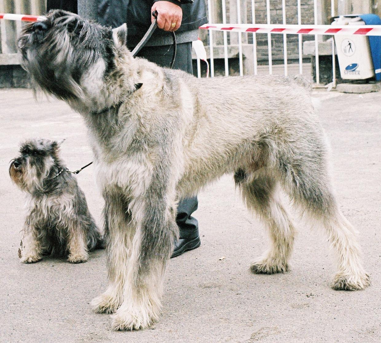 Perro Schnauzer gigante: características, fotos y vídeos