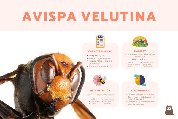 Avispa velutina o asiática