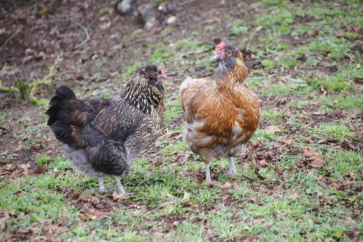 Características De Las Gallinas Plymouth Rock www.expertoanimal.com