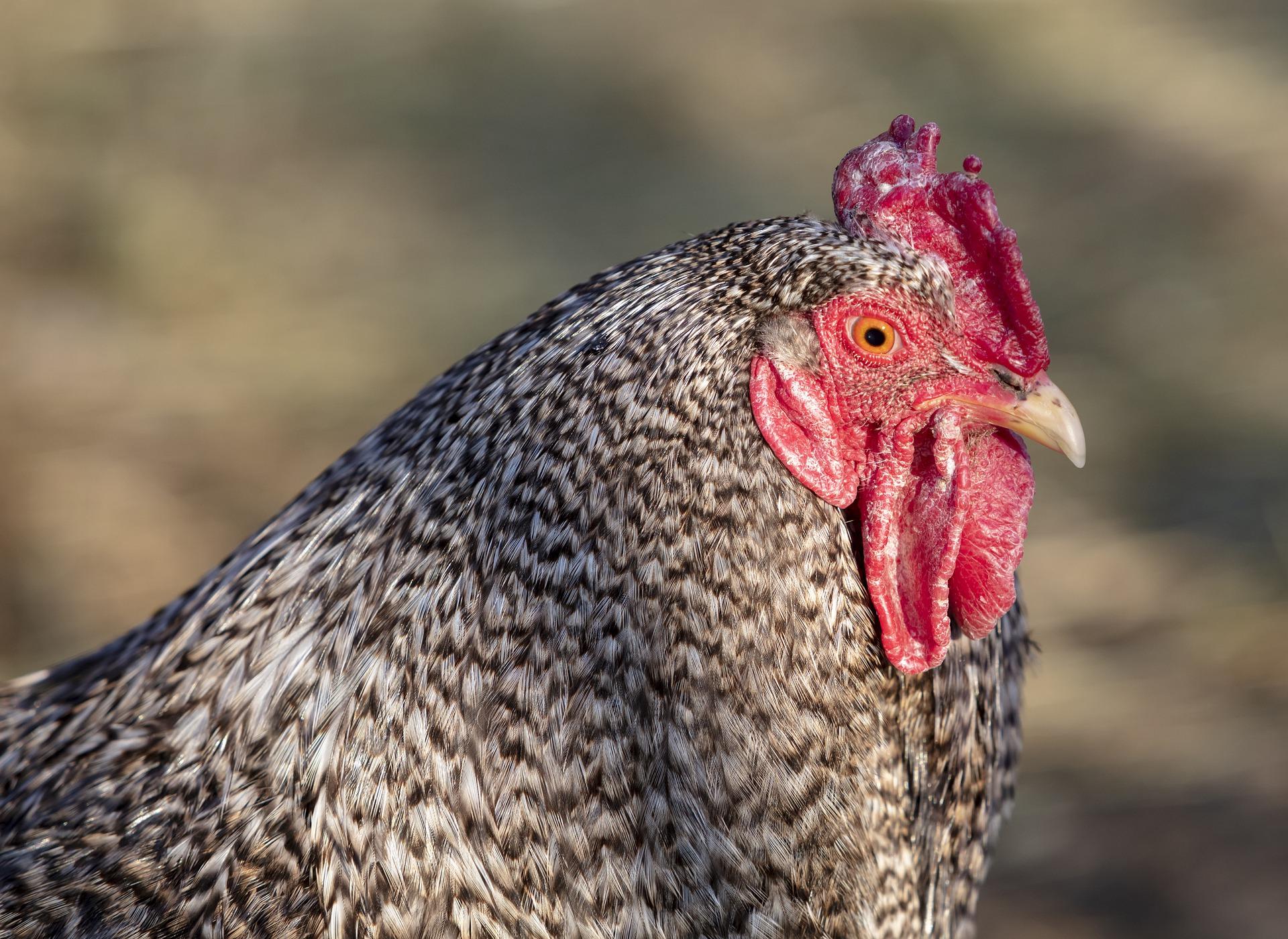 Características De Las Gallinas Plymouth Rock www.expertoanimal.com