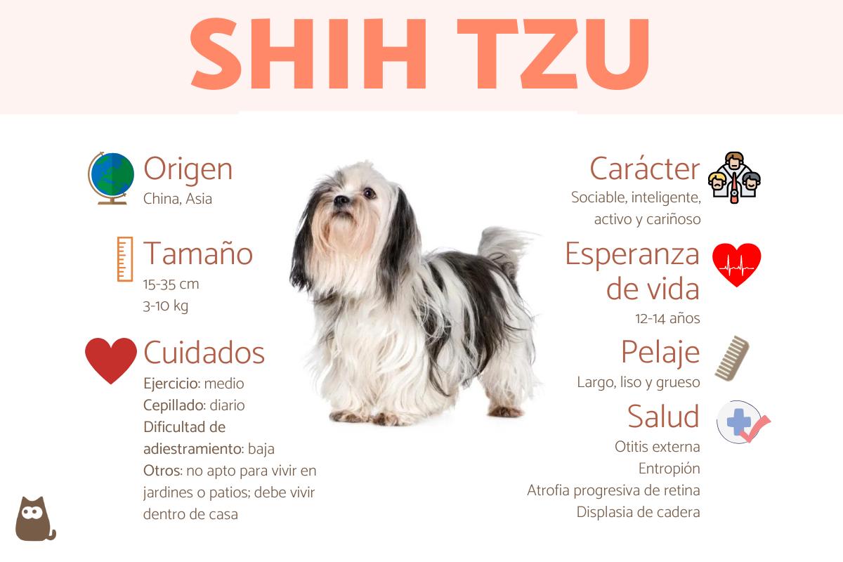 Shih tzu