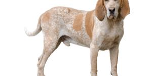 American english coonhound