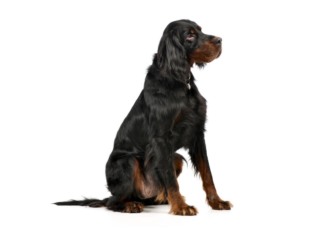 Gordon setter o setter escocés