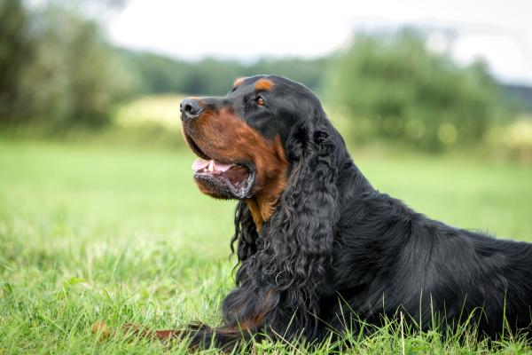 el gordon setter tiene rabia