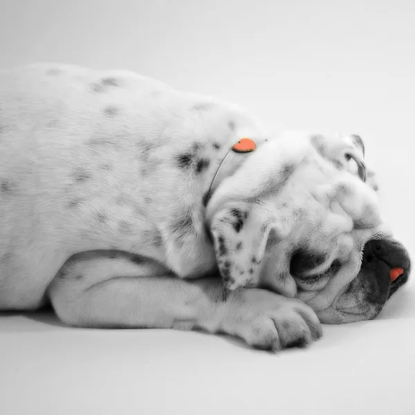 cuanto pesan los bulldog a los 6 meses