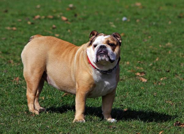 cuánto tiempo están en celo los viejos bulldogs ingleses