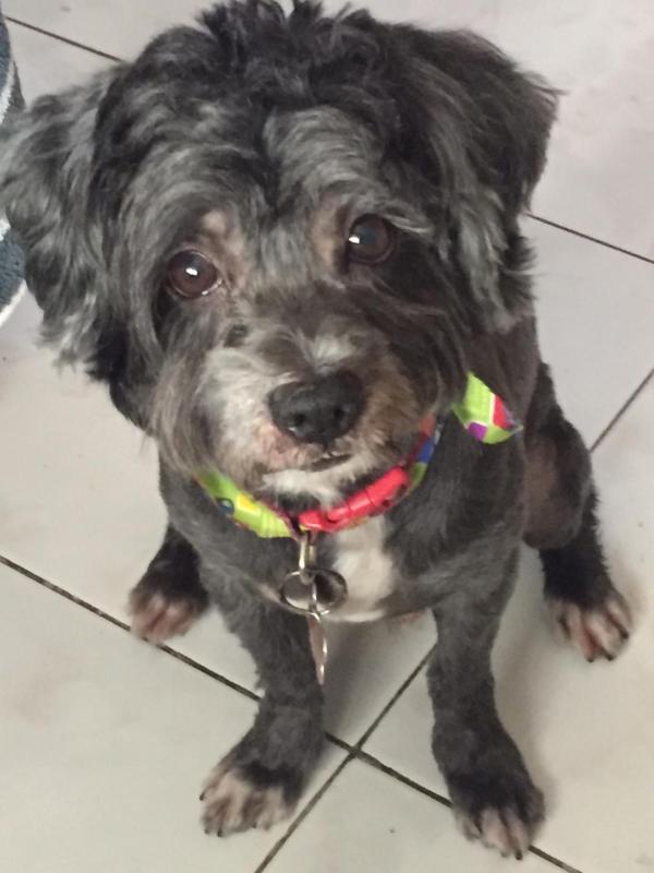 los schnoodles nacen con rabo