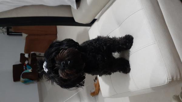 los schnoodles nacen con rabo