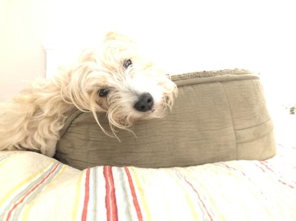 los schnoodles nacen con rabo