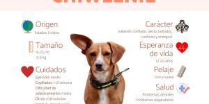 Chiweenie