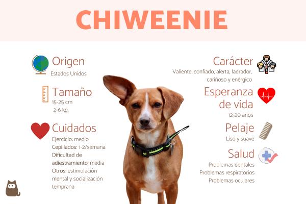 Chiweenie