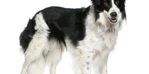 Border collie