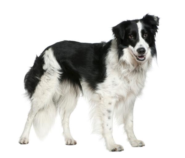 Border collie