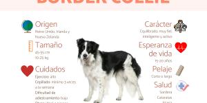 Border collie