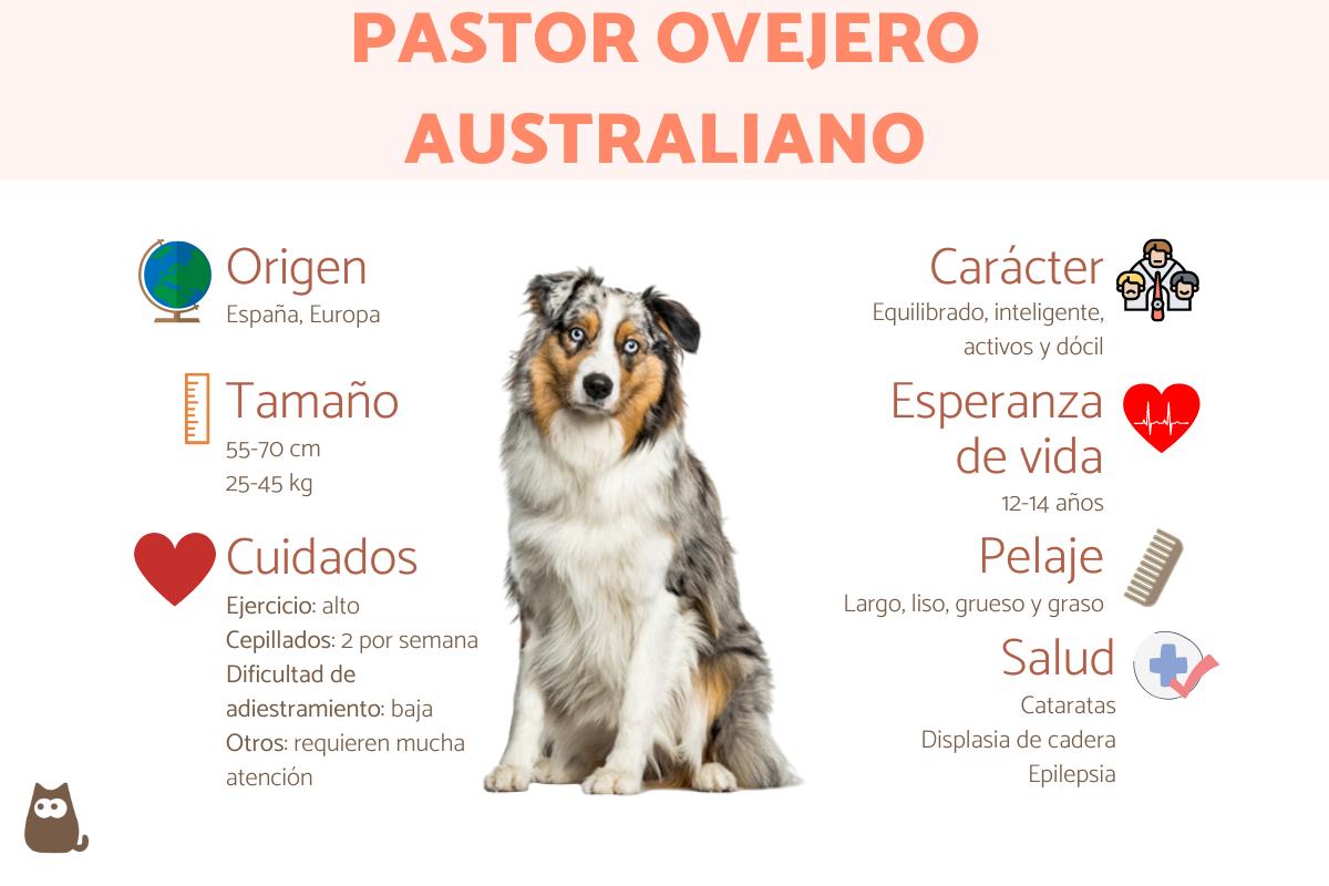 Pastor ovejero australiano