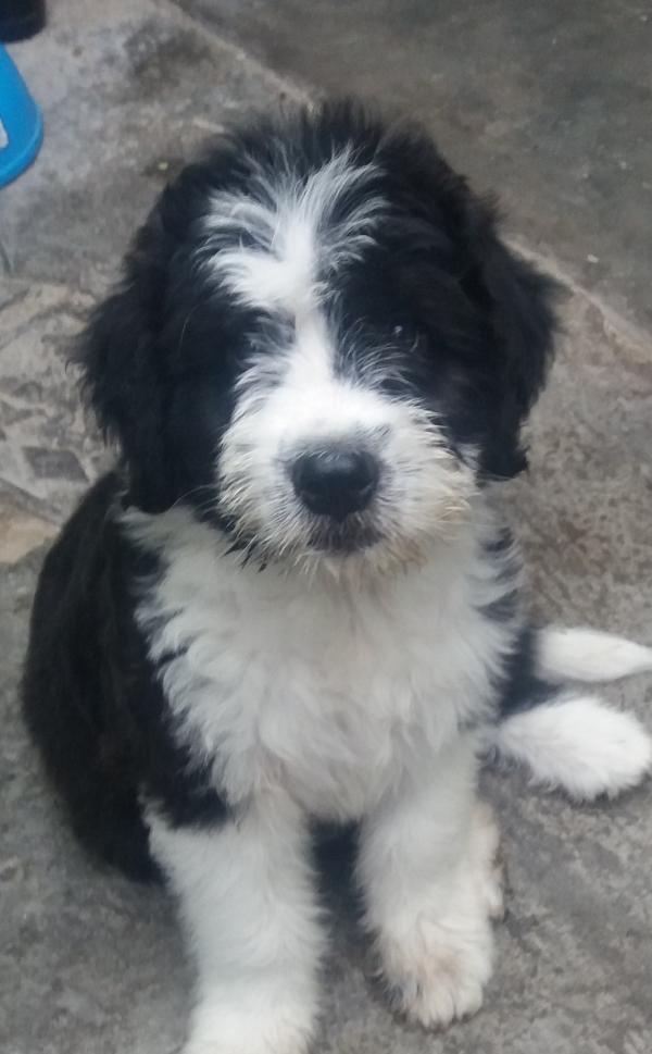 los viejos perros pastores ingleses necesitan hircuts