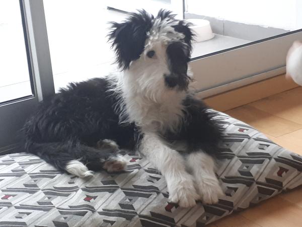 los viejos perros pastores ingleses necesitan hircuts