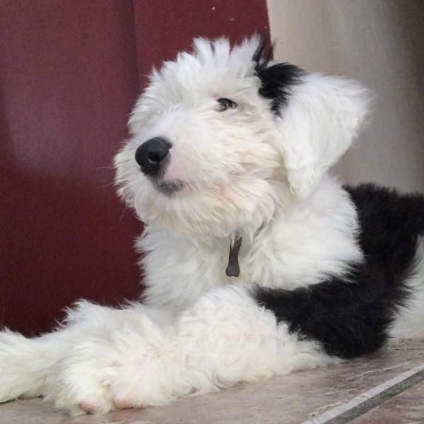 los viejos perros pastores ingleses necesitan hircuts