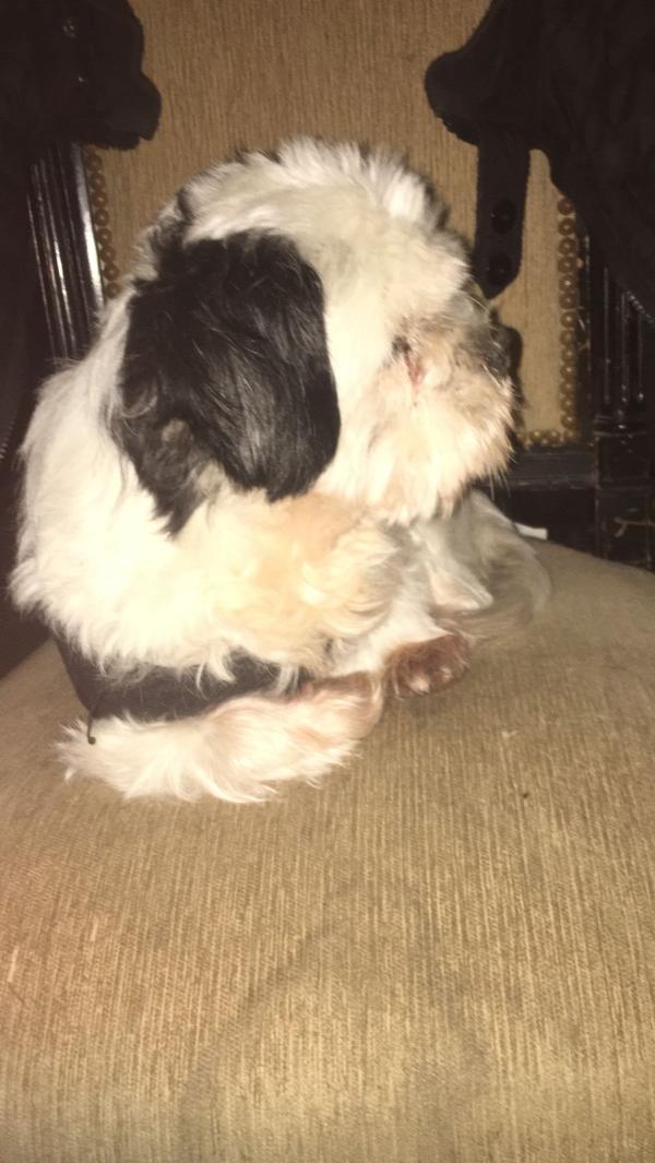 los viejos perros pastores ingleses necesitan hircuts