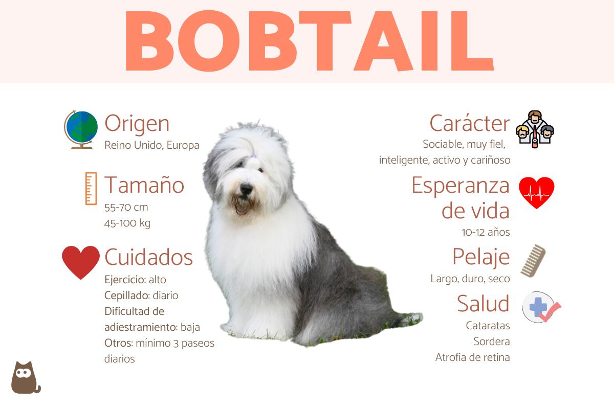 Bobtail o viejo pastor inglés