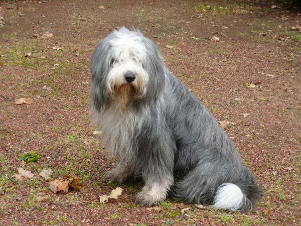 cual es la raza del viejo terrier ingles
