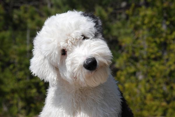 los viejos perros pastores ingleses necesitan hircuts