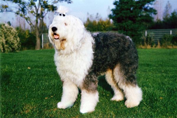 los viejos perros pastores ingleses necesitan hircuts