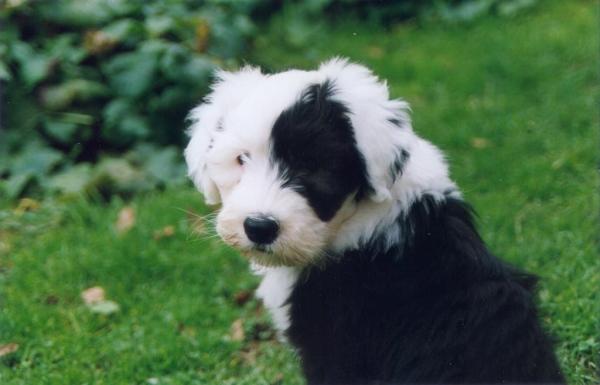 los viejos perros pastores ingleses necesitan hircuts